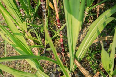 şeker kamışı bitki olmayacak alan