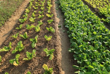 yeşil sebze bahçesi 