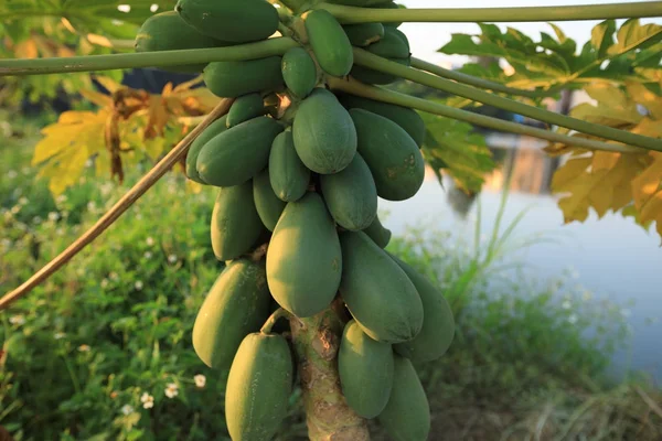 Green papaya fruits — Stock Photo, Image