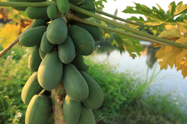 Green papaya fruits — Stock Photo, Image