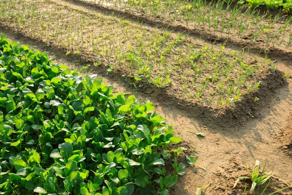 Jardín de verduras verdes — Foto de Stock