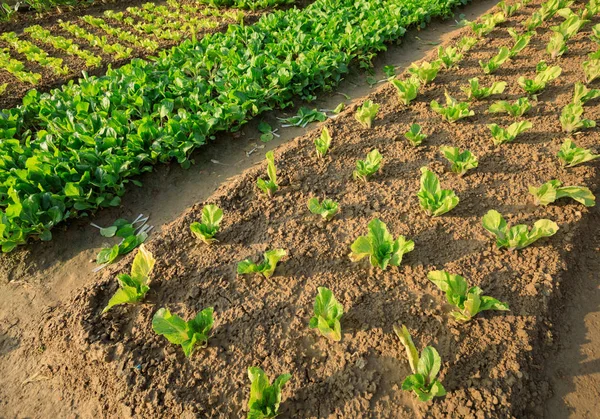 緑の野菜の庭 — ストック写真