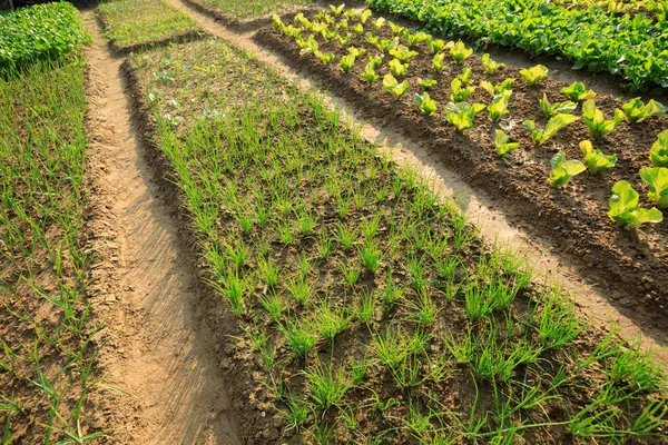 Jardín de verduras verdes — Foto de Stock