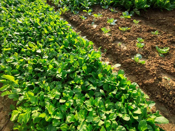 Jardín de verduras verdes — Foto de Stock