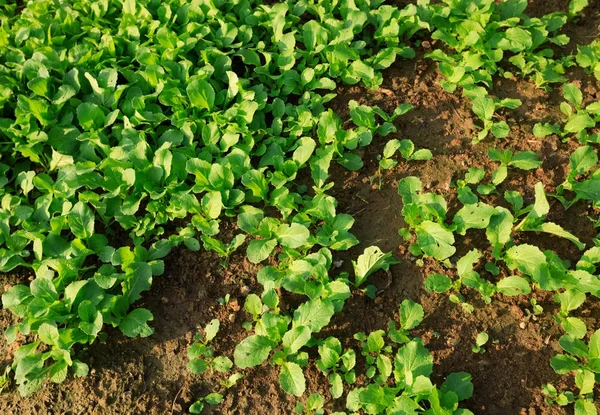 Grüner Gemüsegarten — Stockfoto