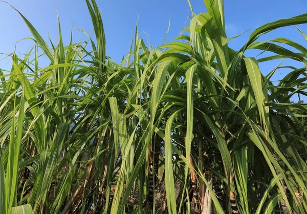 Plantas de caña de azúcar en el campo —  Fotos de Stock
