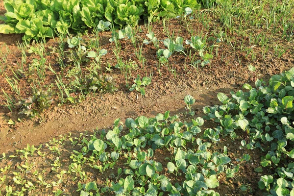 Groene moestuin — Stockfoto