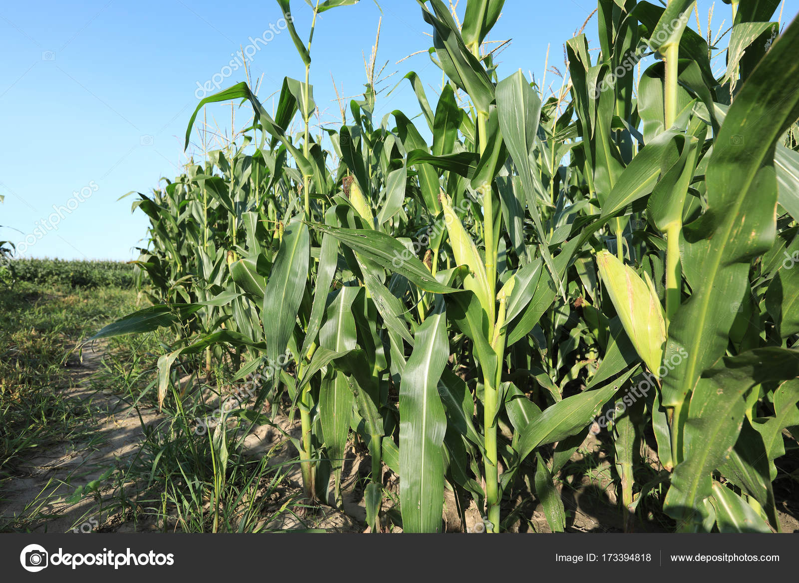 Green Maize Crop Growing Farm Stock Photo by ©lzf 173394818