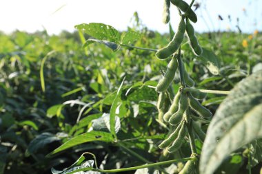 Soya bitki olmayacak alan