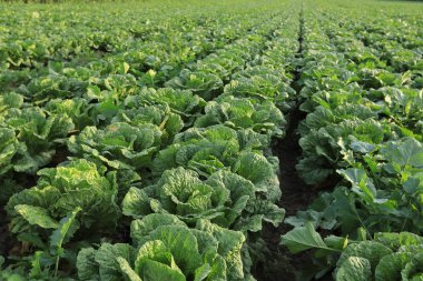 Yeşil Çin lahanası