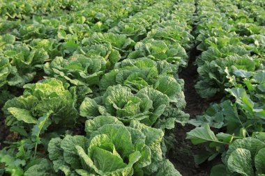 Yeşil Çin lahanası