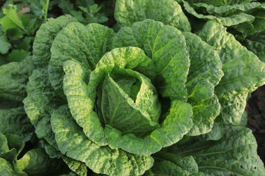 Yeşil Çin lahanası