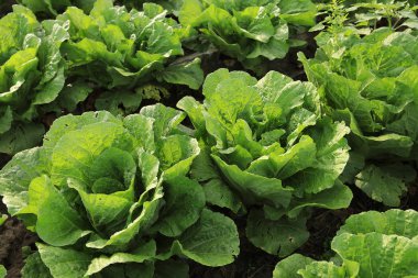 Yeşil Çin lahanası