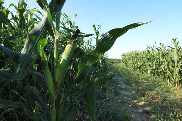 green maize crop growing at farm