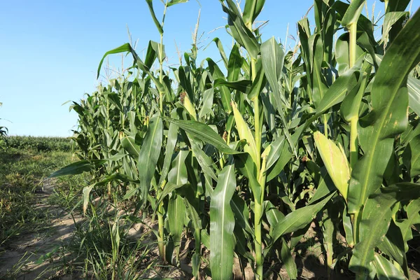 green maize crop growing at farm