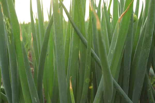 Green Chinese onion crops — Stock Photo, Image