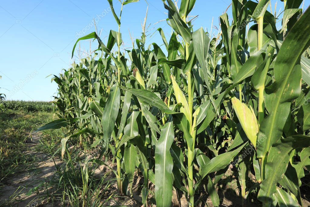 Green Maize Crop Growing Farm — Stock Photo © lzf 173394818