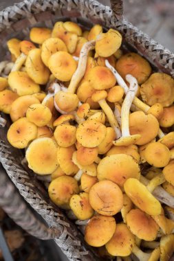 hasır sepet, taze mantar görünümü kapatın