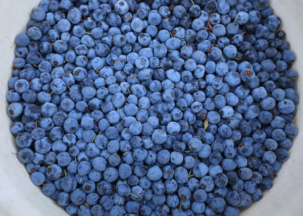バケツの新鮮なブルーベリーの収穫 — ストック写真