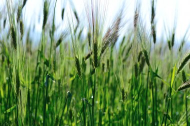 mavi gökyüzünün altında alanında büyüme için hulless arpa