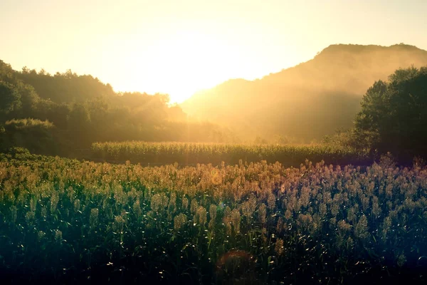 Sonnenblumen Und Maisfelder Bei Sonnenuntergang — Stockfoto