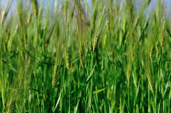 Hulless Korn Tillväxt Fältet Blå Himmel — Stockfoto