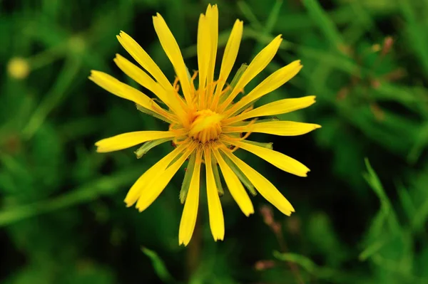 Красивый Цветок Одуванчика Зеленой Траве — стоковое фото