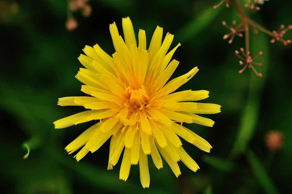 緑の草に美しいタンポポの花 — ストック写真