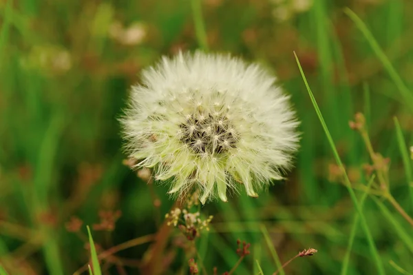 Güzel Karahindiba çiçeği — Stok fotoğraf