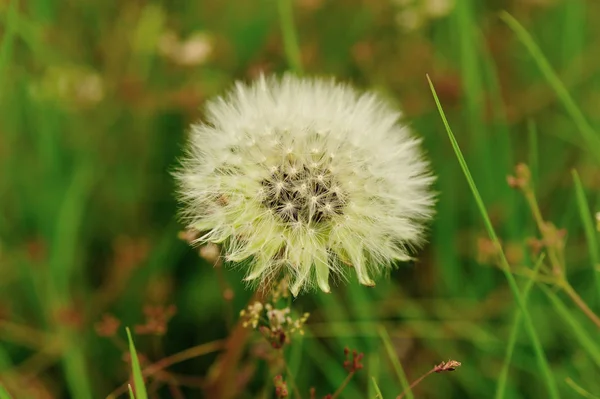 Hermosa flor de diente de león — Foto de Stock