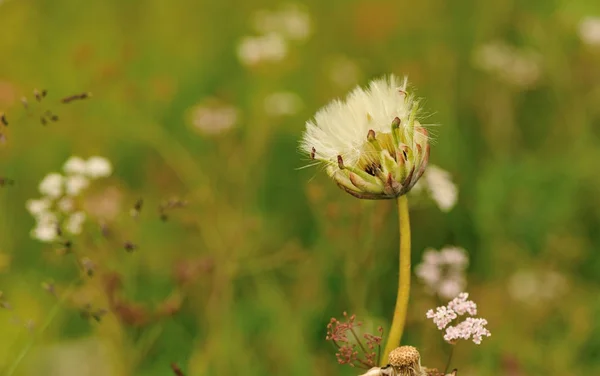 Красивый цветок одуванчика — стоковое фото