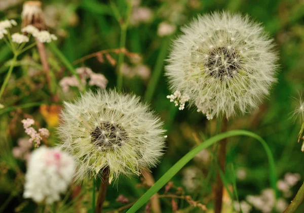 Красивые Цветы Тараксакум Зеленом Саду — стоковое фото