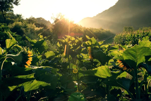 Sonnenblumen Und Maisfelder Bei Sonnenuntergang — Stockfoto