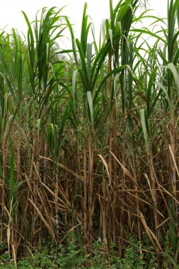 Şeker kamışı bitkiler sahada görünümünü kapat