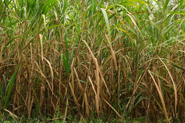 Крупный План Выращивания Сахарного Тростника Поле — стоковое фото
