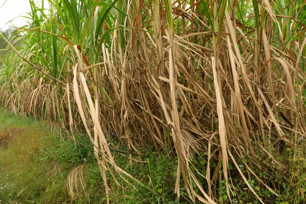 Şeker kamışı bitkiler sahada görünümünü kapat