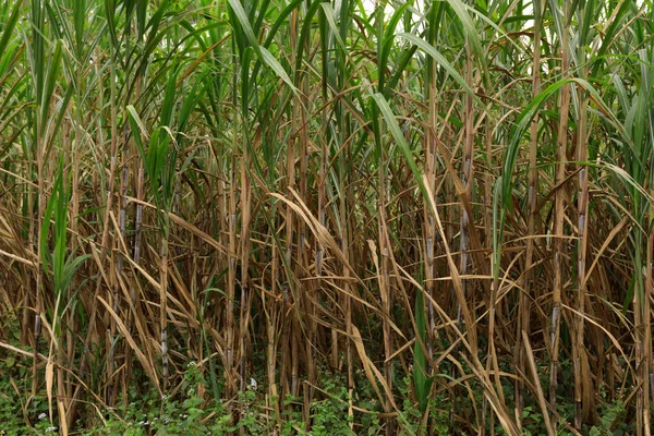 Zár Megjelöl Kilátás Cukornád Növények Egyre Nagyobb Mező — Stock Fotó