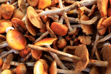 taze mantar sepeti Satılık sürü