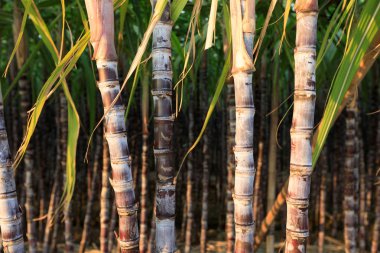 close up view of sugarcane plants growing  at field clipart