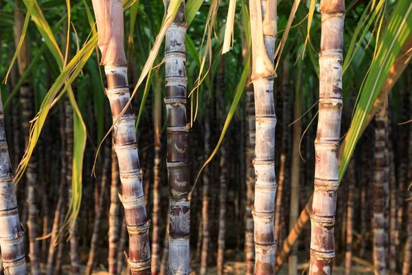 Close Van Suikerriet Planten Die Groeien Veld — Stockfoto