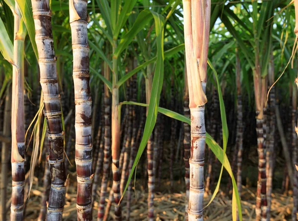 Vista Cercana Las Plantas Caña Azúcar Que Crecen Campo —  Fotos de Stock