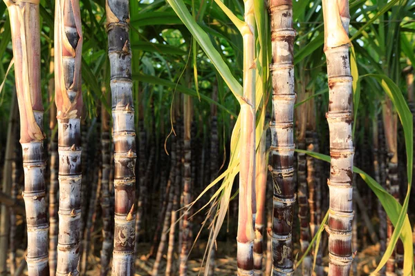 Zár Megjelöl Kilátás Cukornád Növények Egyre Nagyobb Területen — Stock Fotó