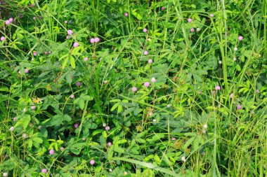 yeşil mimosa pudica duyarlı bitkilerin görünümü kapatın