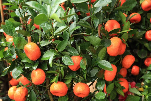 Tangerines Chinese New Years Spring Festival — Stock Photo, Image
