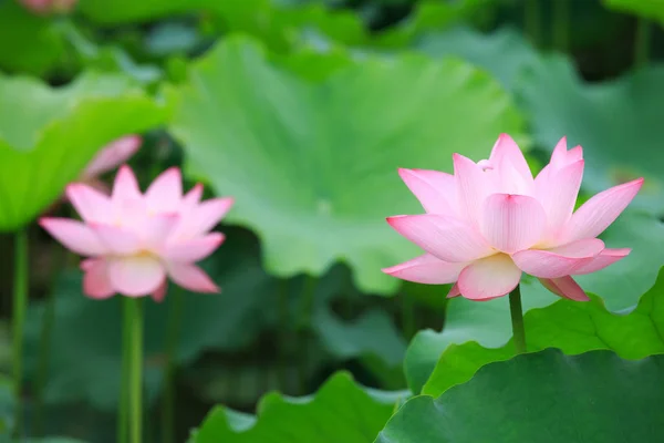 Frumos Roz Lotus Flori Înflorind Iaz — Fotografie, imagine de stoc