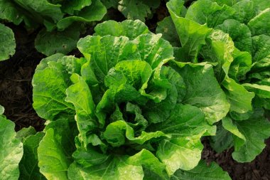 Çince lahana sahasında büyüyen