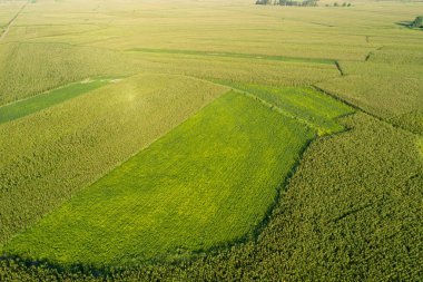 Dron Mısır alanından havadan görünümü