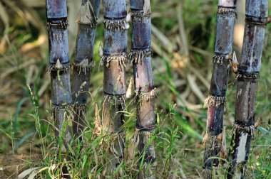 Tarlada yetişen şeker kamışı bitkileri