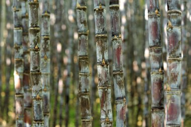 Tarlada yetişen şeker kamışı bitkileri
