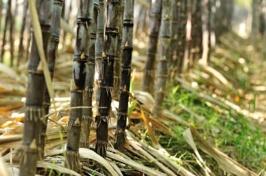 Tarlada yetişen şeker kamışı bitkileri